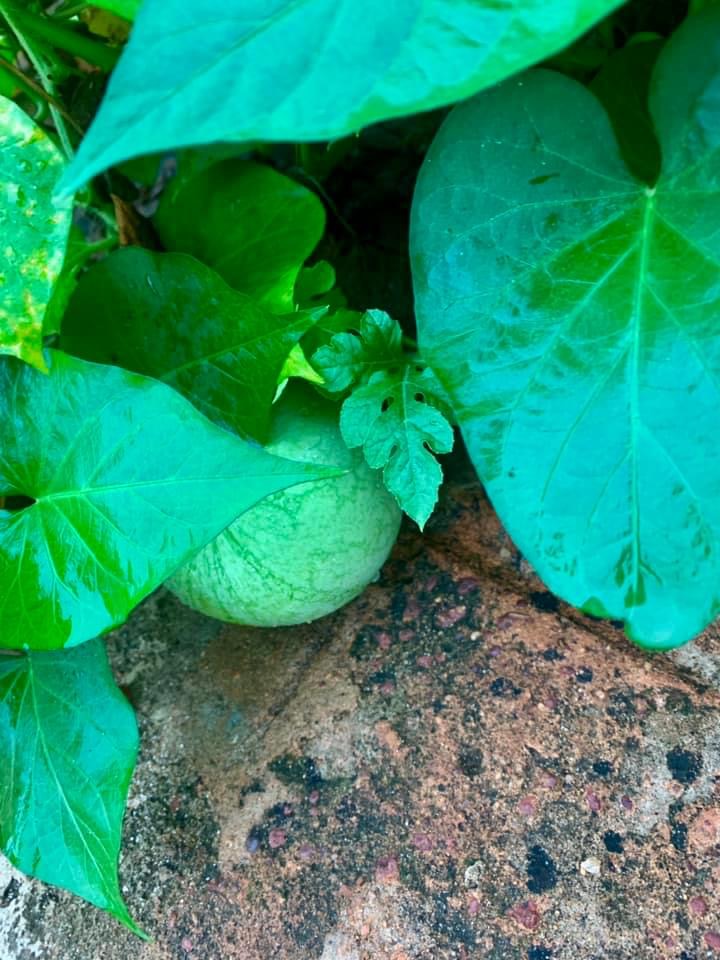 My mini Potato and Watermelon garden is coming up strongly and beautifully. I never understood the joy & simplicity of planting until I decided to ...