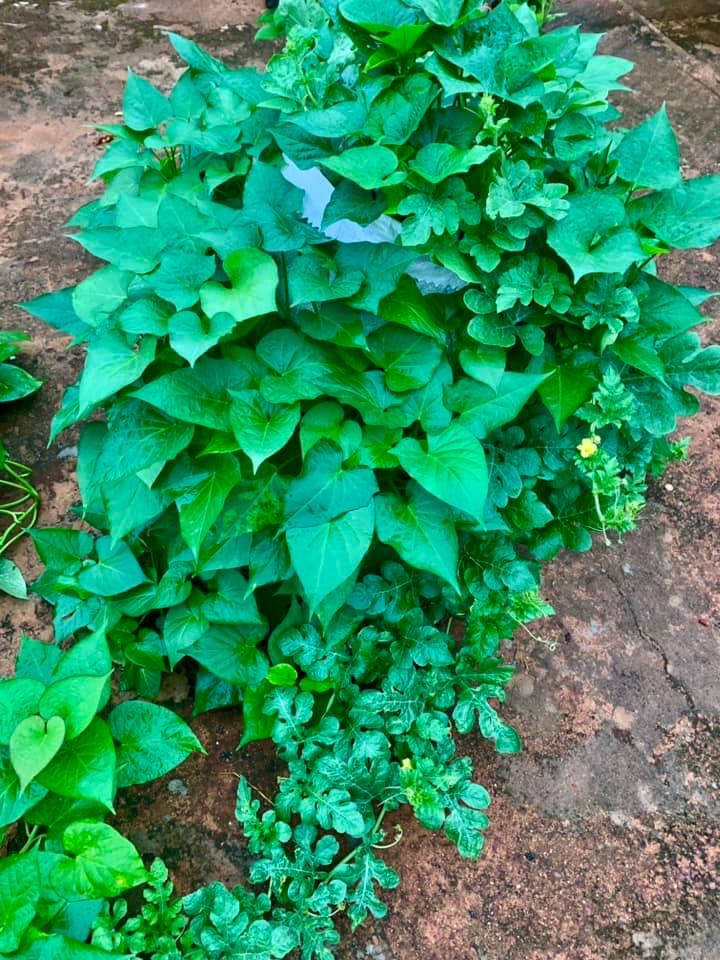 My mini Potato and Watermelon garden is coming up strongly and beautifully. I never understood the joy & simplicity of planting until I decided to ...