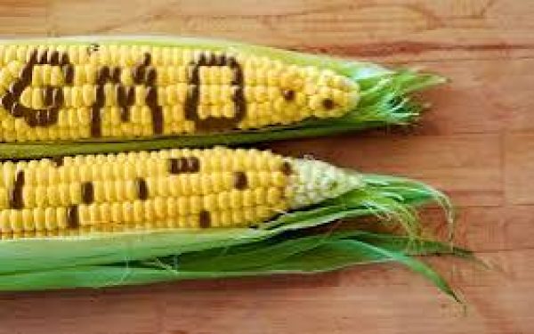 GMO IN OUR KITCHEN: BENEFITS, RISKS, AFRICAN ADOPTION & CAPITALIST EXPLOITATION   Over the last few decades, Genetically Modified Organisms (GMOs) …