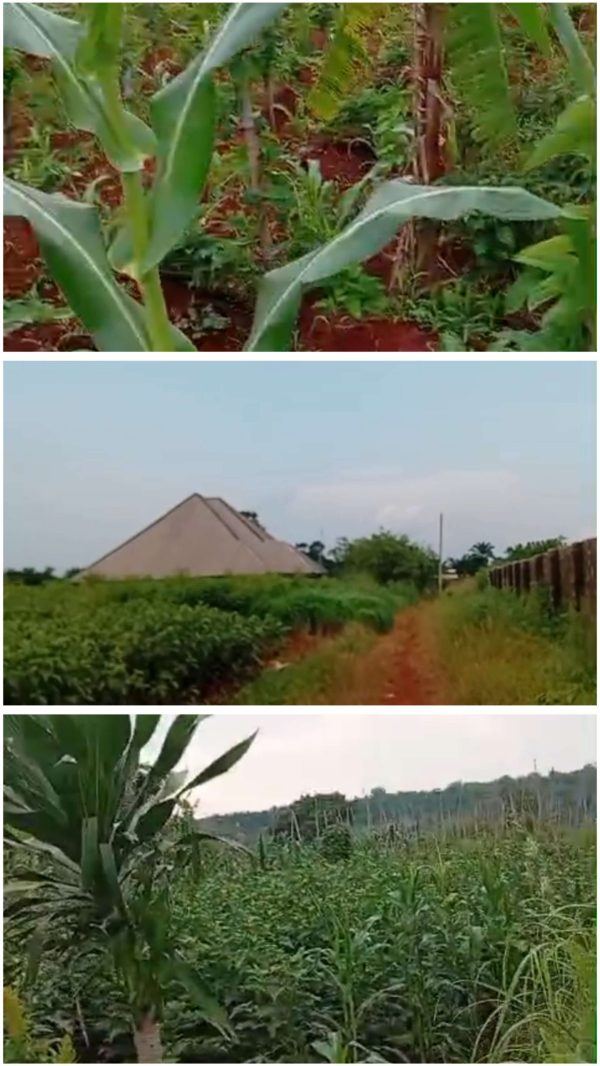 *2481* 1 plot, N10m,  Eziani, behind Igwe Ntumagburuenyi's Palace, Nsukka, Nsukka LGA,  Enugu State