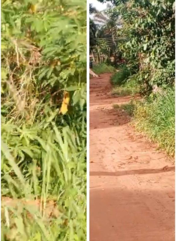 *2497* 1½ plots, N50m, off Orba Rd, behind Mekilo Filling Station, opposite Great Majesty Hotel (50ft by 150ft), Nsukka, Nsukka LGA,  Enugu State  ...