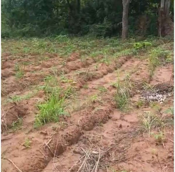 *2565* 15 plots, N1.5m each, Imilike Ibeagwa Aka , Nsukka, Nsukka LGA, Enugu State  Properties@Nsukka, Properties@DimmaHomesNsukka WhatsApp 0903364...