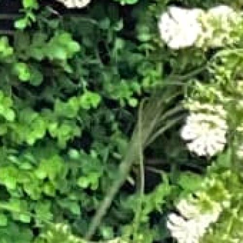 Profile picture of Idoko Onyinyechukwu Maryann